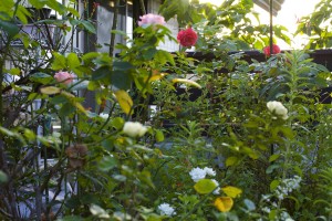 IMG_3816_edited-1