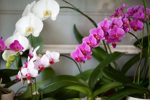 IMG_4031_edited-1