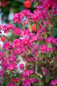 IMG_4501_edited-1