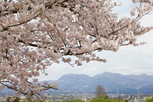 IMG_4528_edited-1